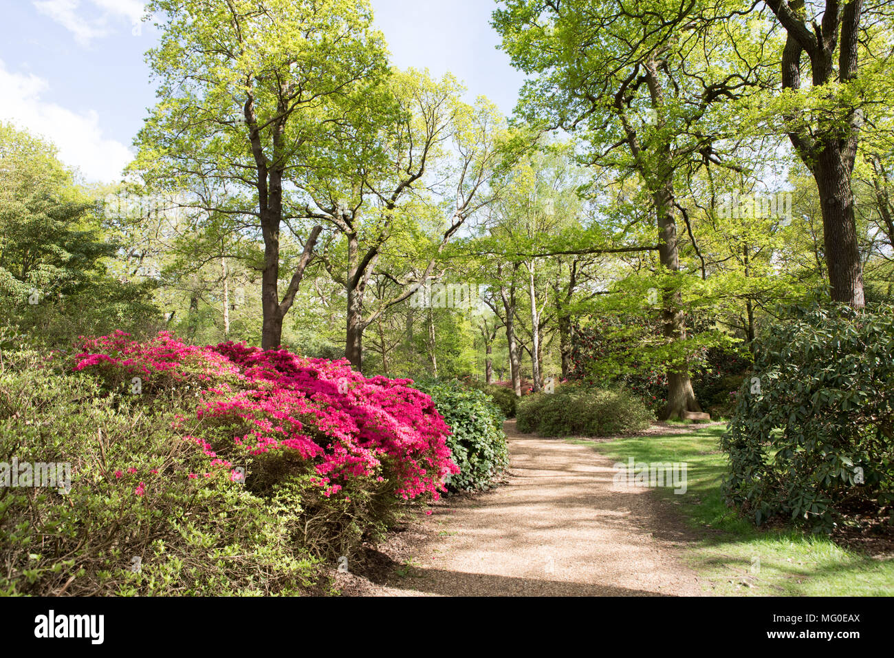 Frühling in der Isabella Plantation Richmond Park Surry UK Stockfoto
