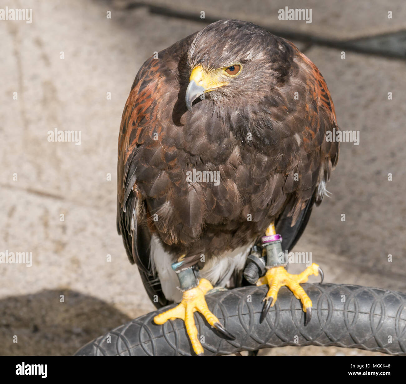 Nahaufnahme des gefangenen Harris-Raubvogels Parabuteo unicinctus Stockfoto