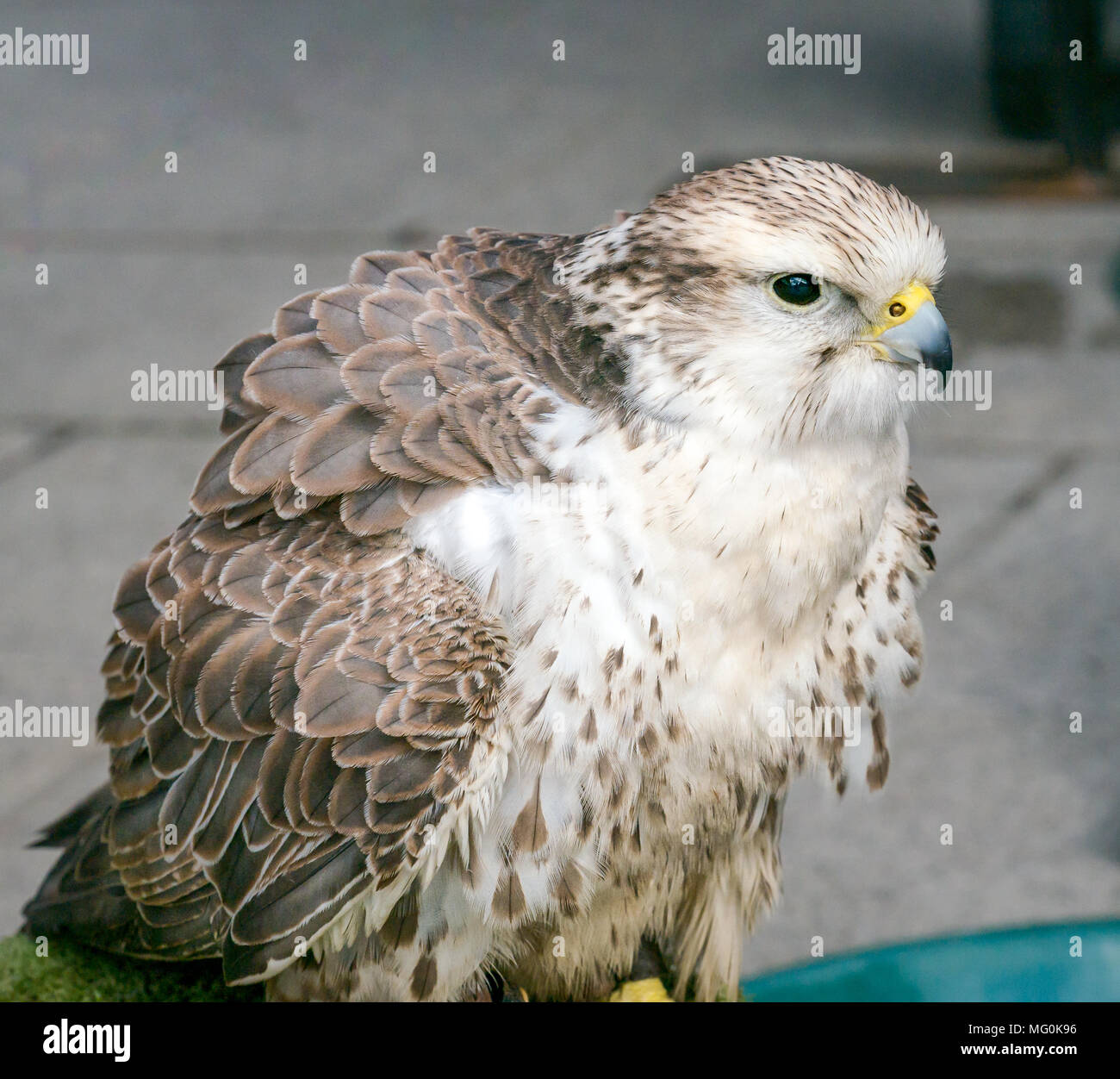 Nahaufnahme des gefangenen Greifvogels, Beutefalken, Falco Cherrug, flauschende Federn Stockfoto