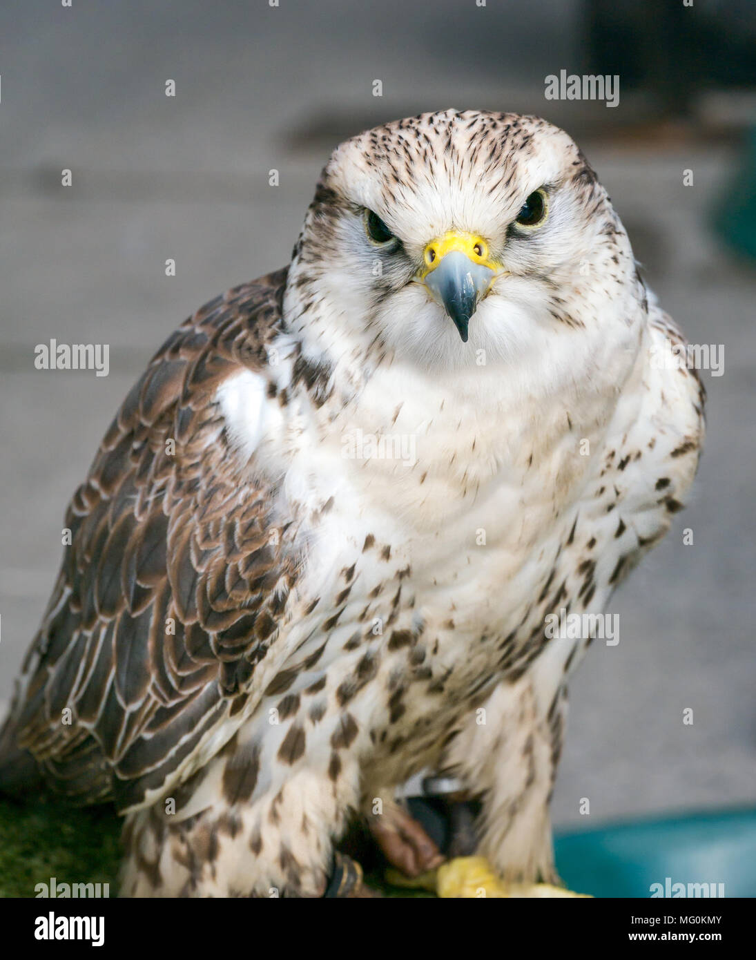 Nahaufnahme des gefangenen Falken, Falco Cherrug, Greifvogels Stockfoto