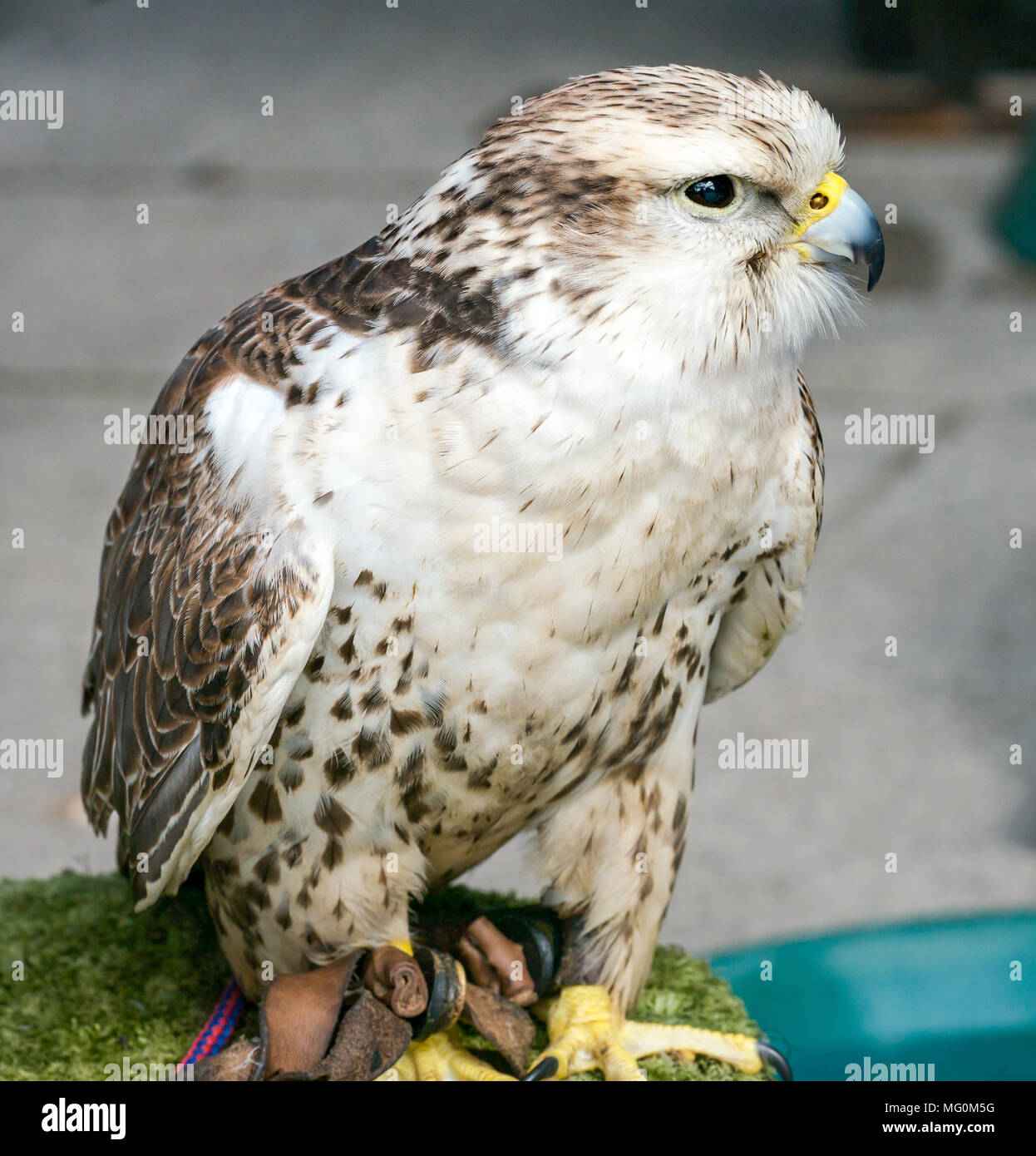 Nahaufnahme des gefangenen Falken, Falco Cherrug, Greifvogels Stockfoto