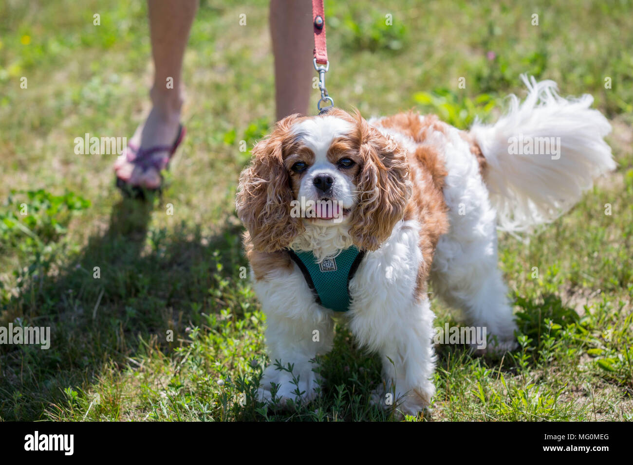 Kleiner Hund im Frühjahr Stockfoto