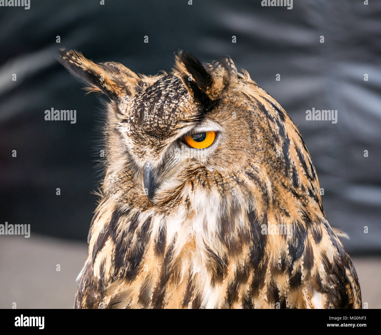 Nahaufnahme von Eurasischen Eule Greifvogel mit orangefarbenen Augen, Bubo bubo Stockfoto
