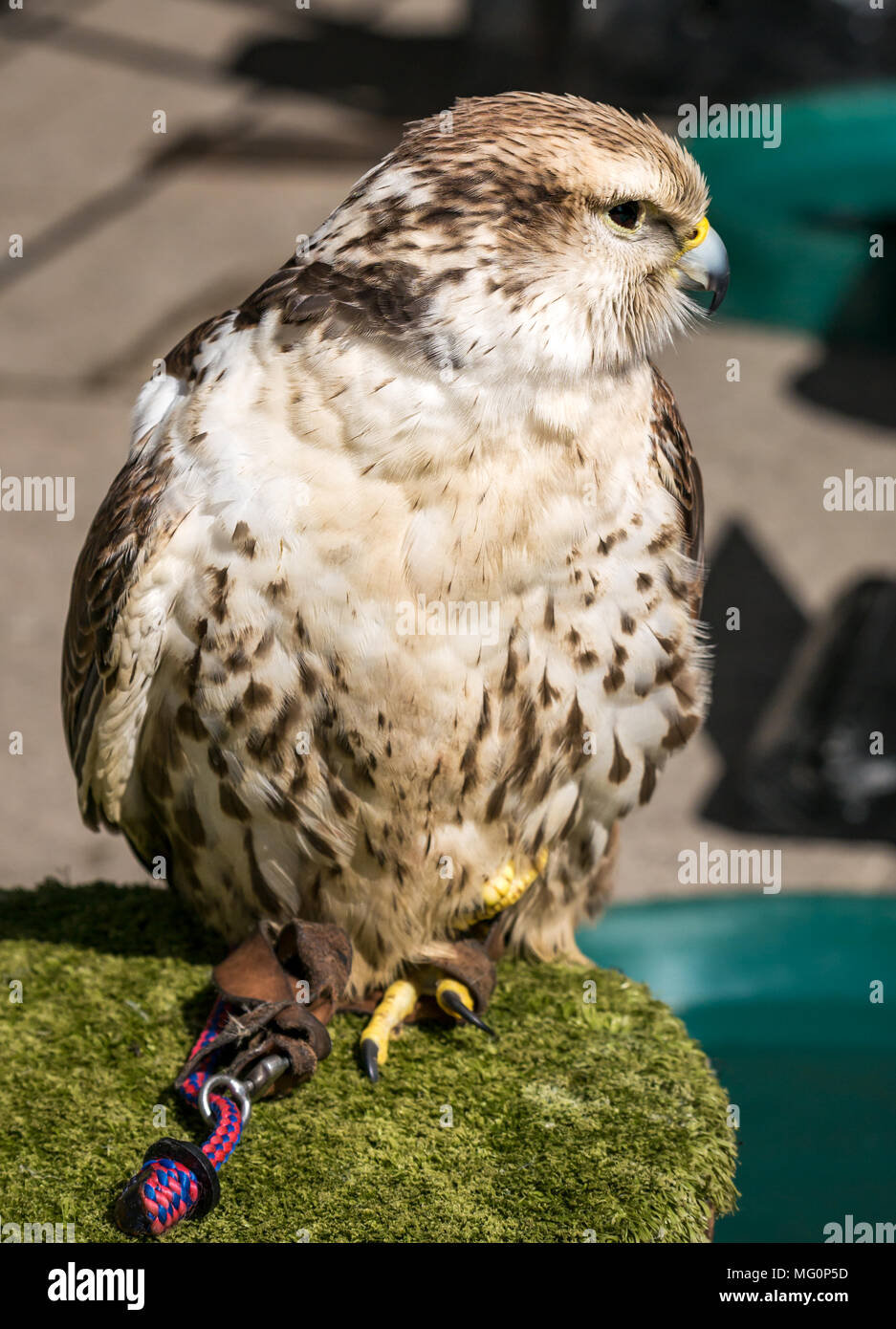 Nahaufnahme des gefangenen Falken, Falco Cherrug, Greifvogels Stockfoto