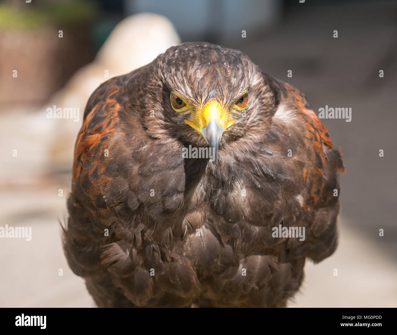 Nahaufnahme des gefangenen Harris-Raubvogels Parabuteo unicinctus Stockfoto