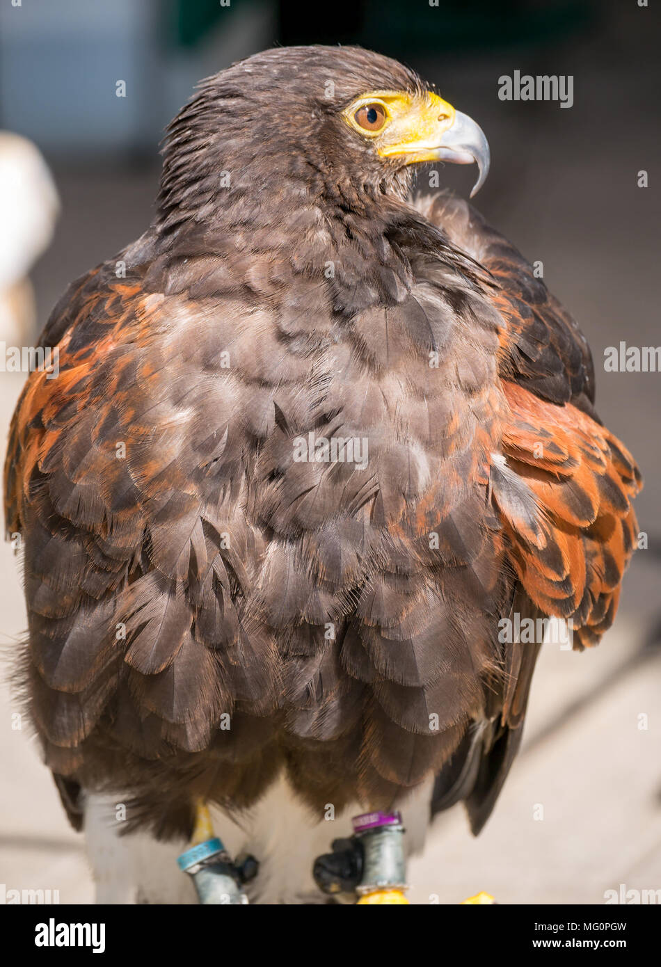 Nahaufnahme des gefangenen Harris-Raubvogels Parabuteo unicinctus Stockfoto