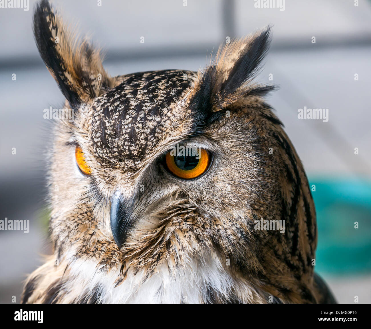 Nahaufnahme von Eurasischen Eule Greifvogel mit orangefarbenen Augen, Bubo bubo Stockfoto