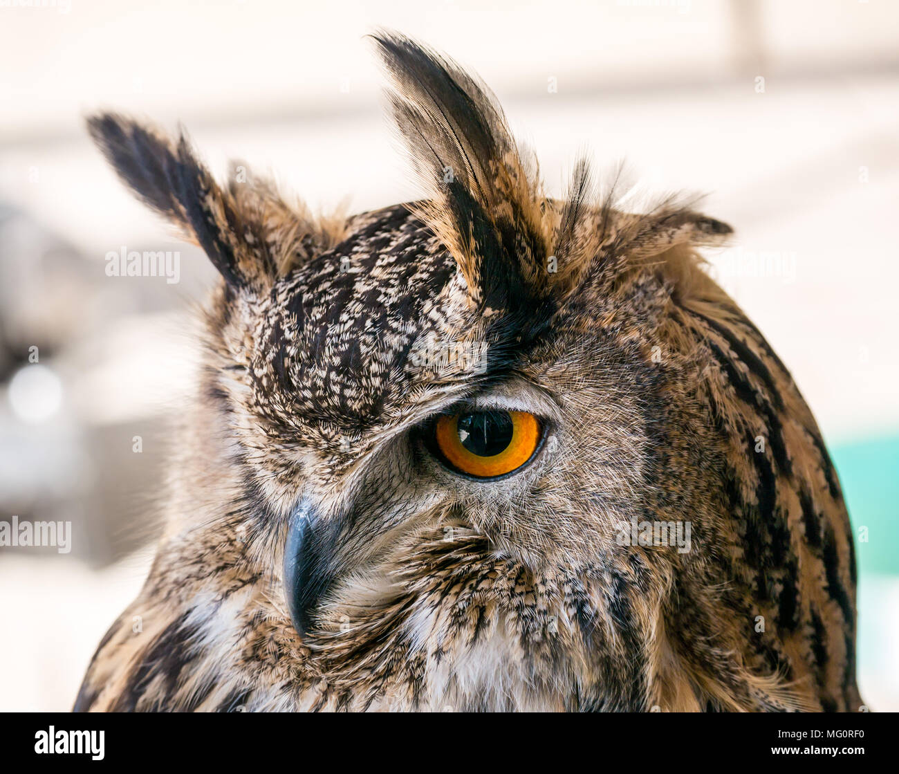 Nahaufnahme von Eurasischen Eule Greifvogel mit orangefarbenen Augen, Bubo bubo Stockfoto