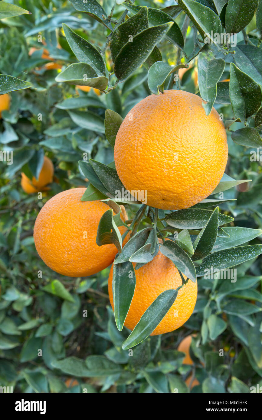Reifen Cutter nucellar Valencia Orangen am Baum 'Citrus sinensis", zeigt Fungizid/Pestizide sprühen. Stockfoto