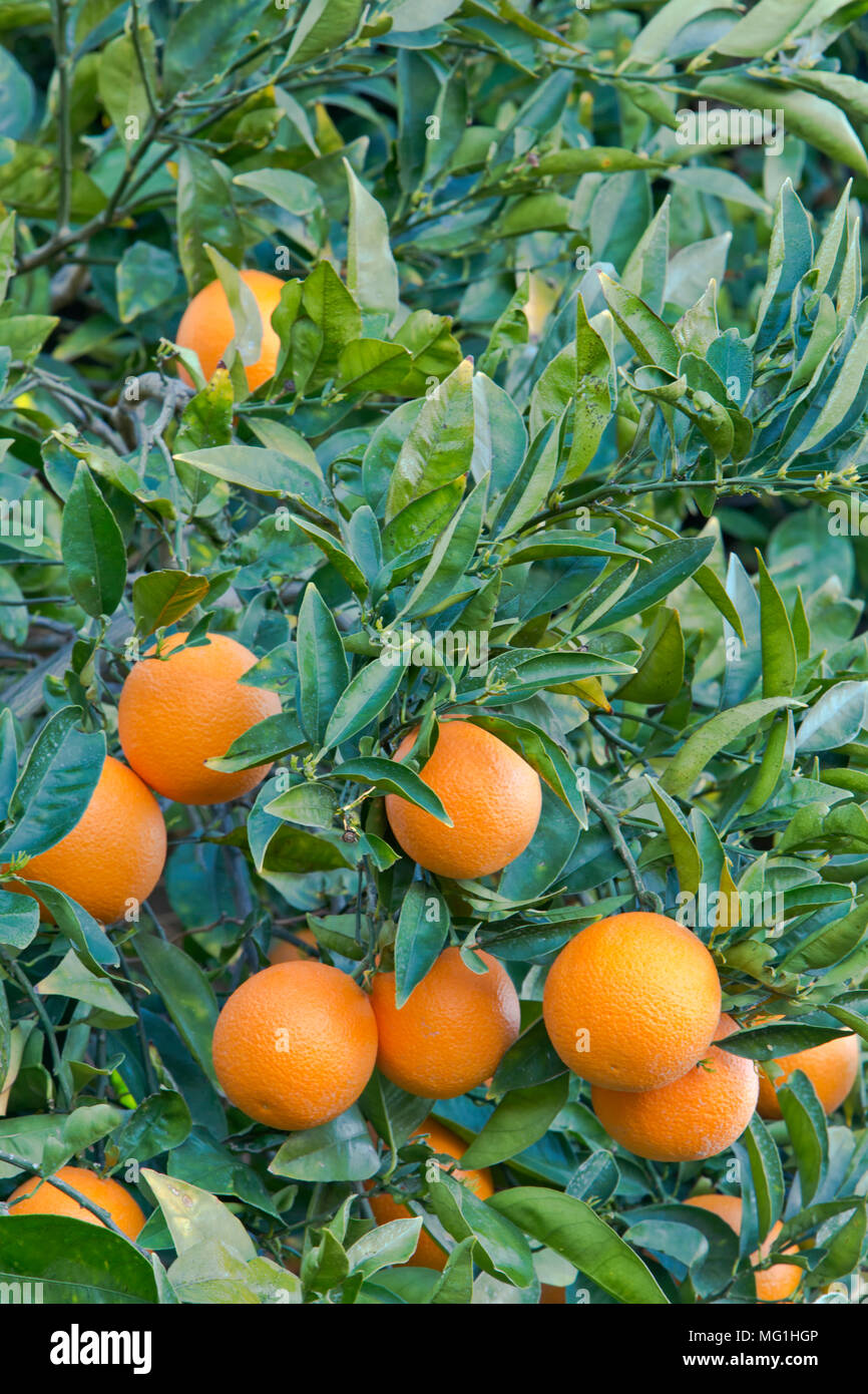 Cutter nucellar Valencia Orange Tree' Citrus sinensis". Stockfoto