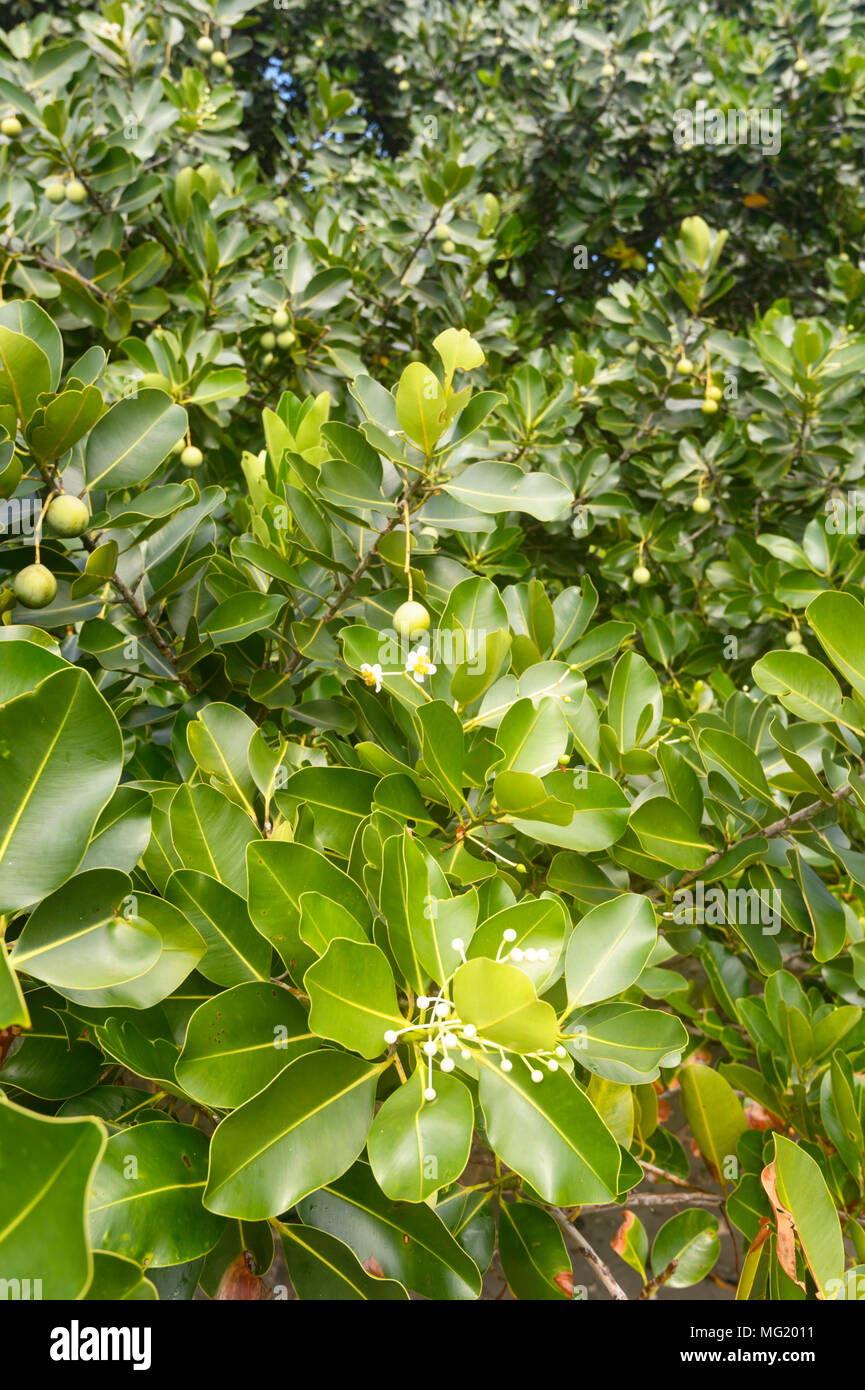Calophyllum inophyllum Baumstruktur, die drei Stufen der Blüten, Cape Tribulation, Daintree National Park, Far North Queensland, FNQ, QLD, Australien Stockfoto