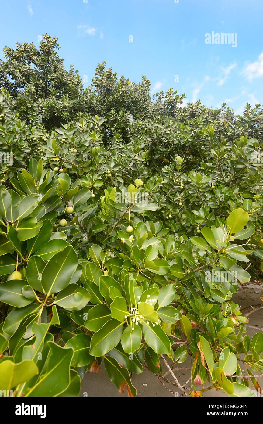 Calophyllum inophyllum Baumstruktur, die drei Stufen der Blüten, Cape Tribulation, Daintree National Park, Far North Queensland, FNQ, QLD, Australien Stockfoto