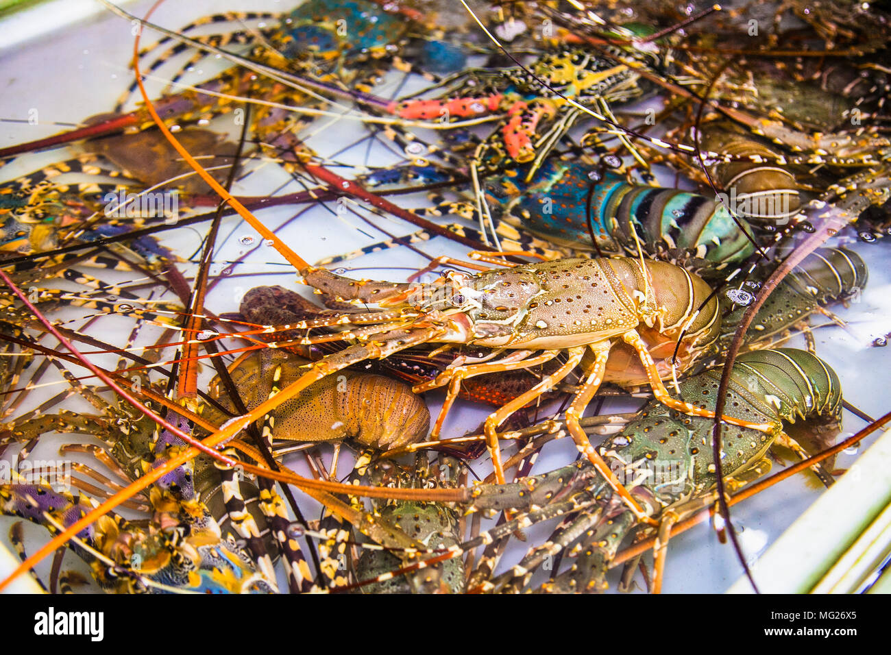 Langusten, Garnelen frische Meeresfrüchte Markt Thailand Stockfoto