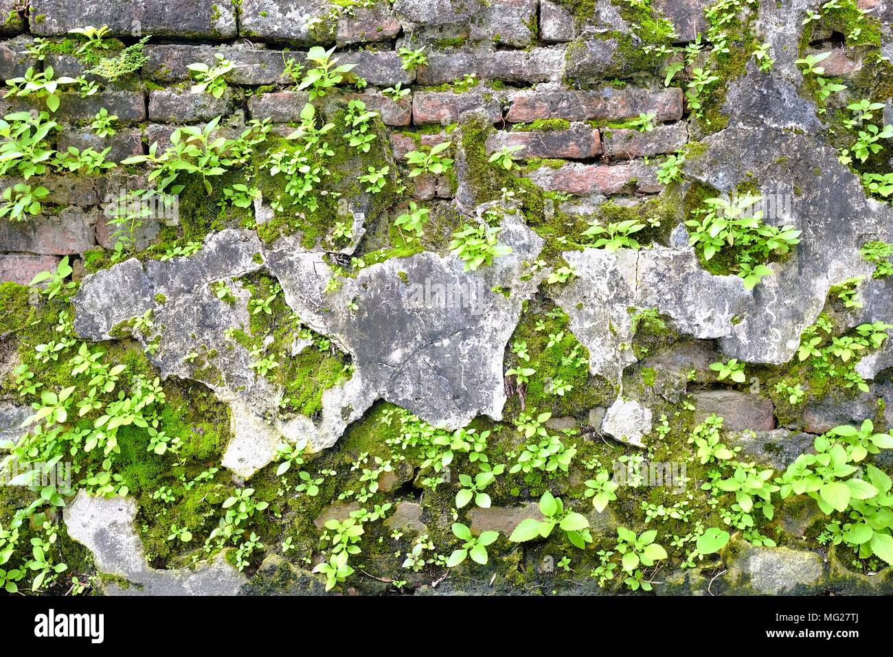 Moose und grünen Pflanzen wachsen auf alte Mauer. Stockfoto