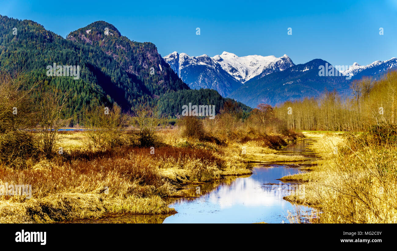 Reflexionen der schneebedeckten Coast Mountains in den Gewässern des Pitt-Addington Sumpf in der Nähe von Maple Ridge im Fraser Valley in British Columbia, Kanada Stockfoto