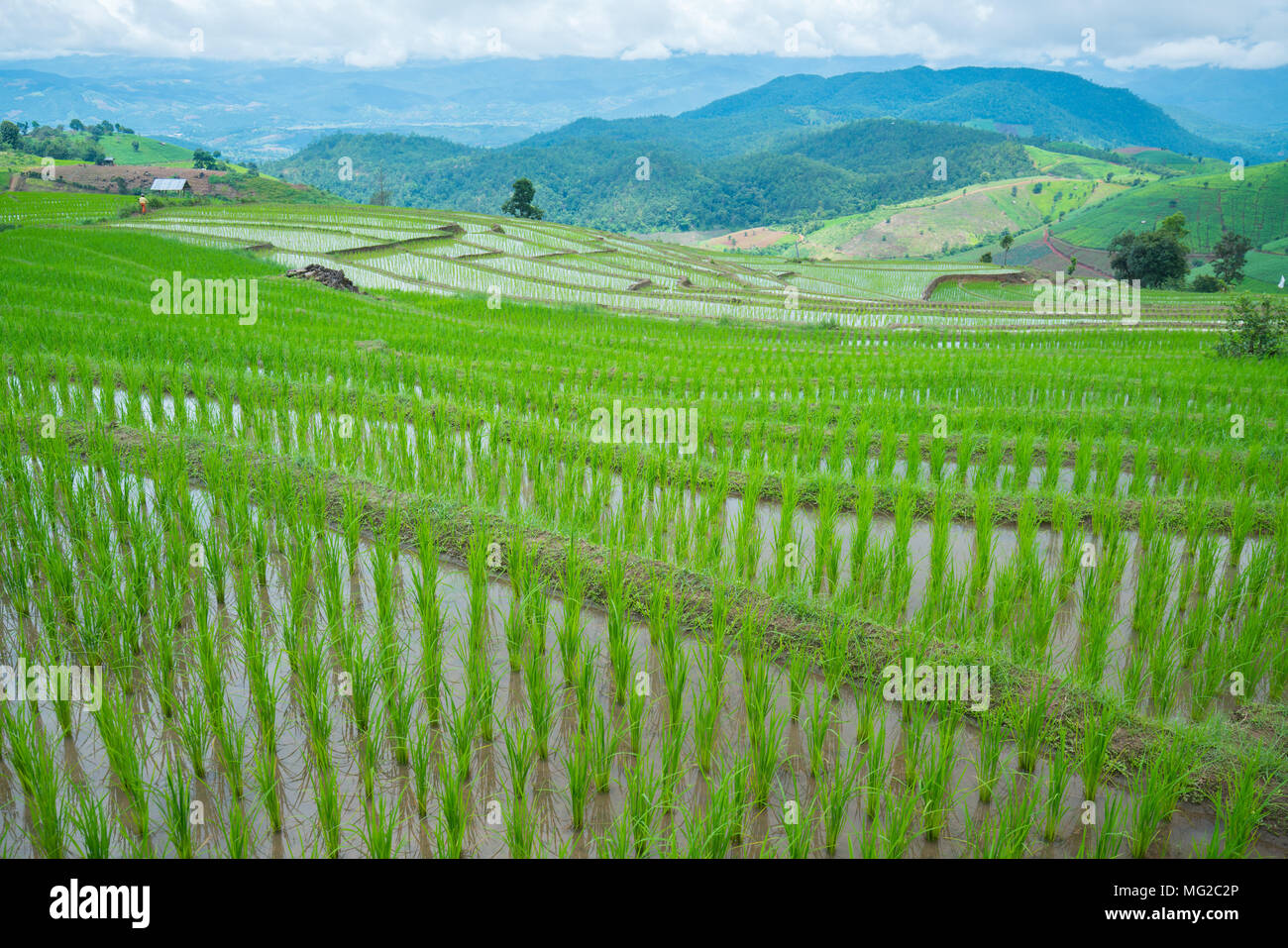 Transplant Reis terrasse Pflanzgut Feld in Ban Pa Bong Piang, Chiagmai, im Norden von Thailand Stockfoto