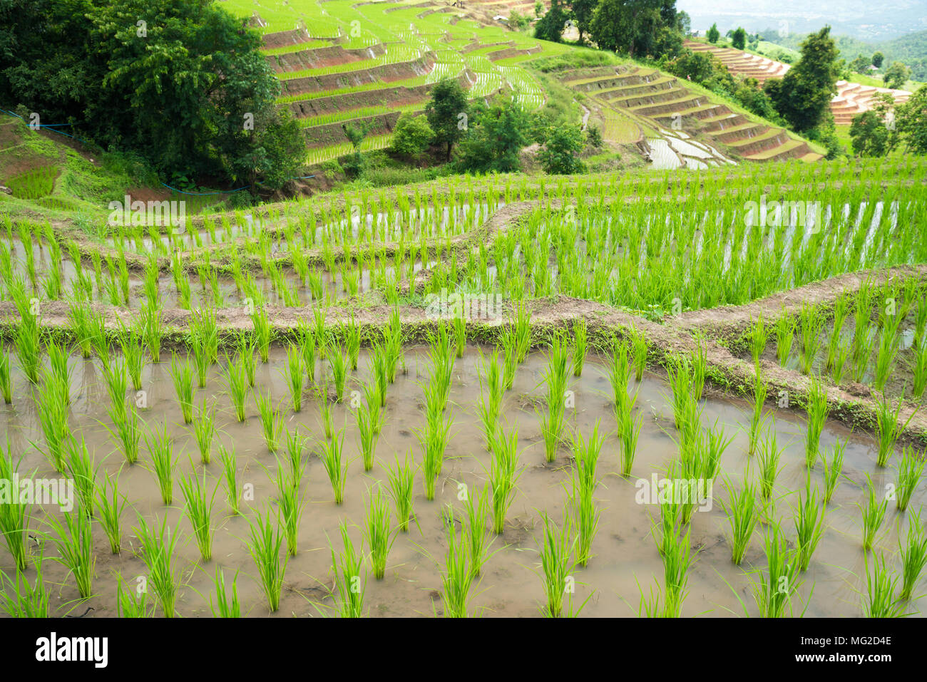 Transplant Reis terrasse Pflanzgut Feld in Ban Pa Bong Piang, Chiagmai, im Norden von Thailand, niemand Stockfoto