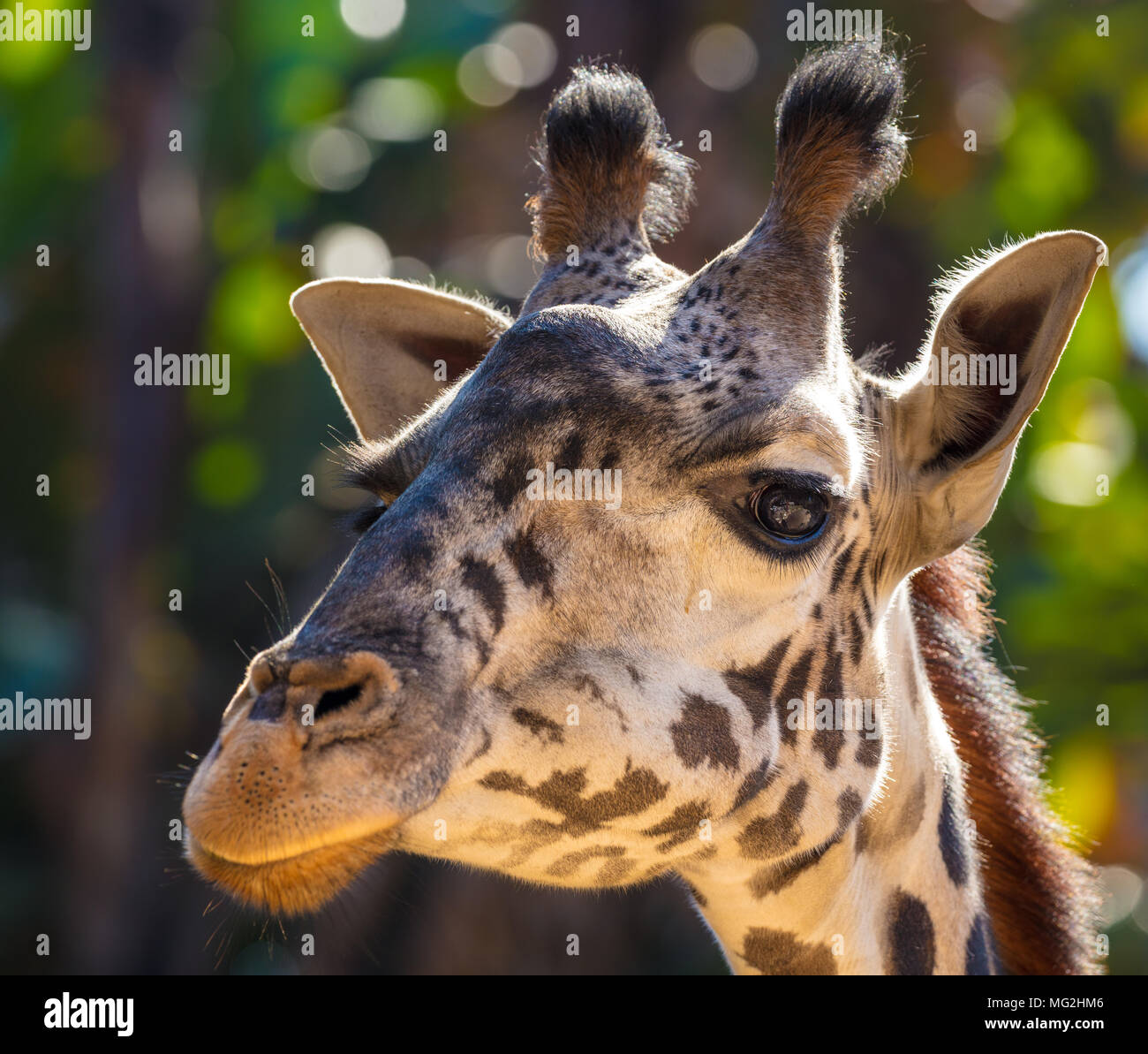 Neugierige giraffe Posen Stockfoto