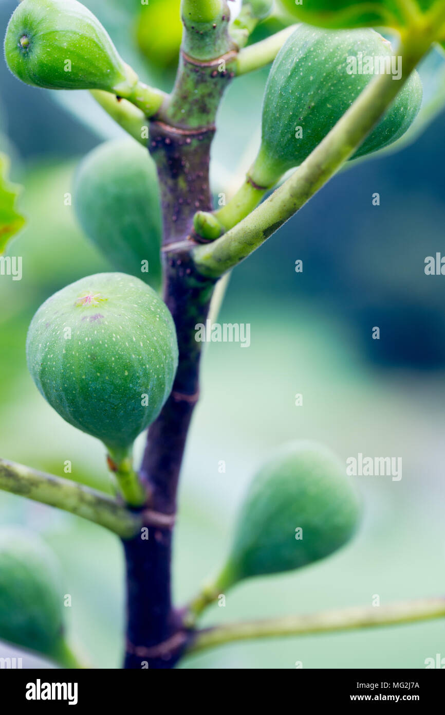 Feigen Früchte an einem Baum Stockfoto