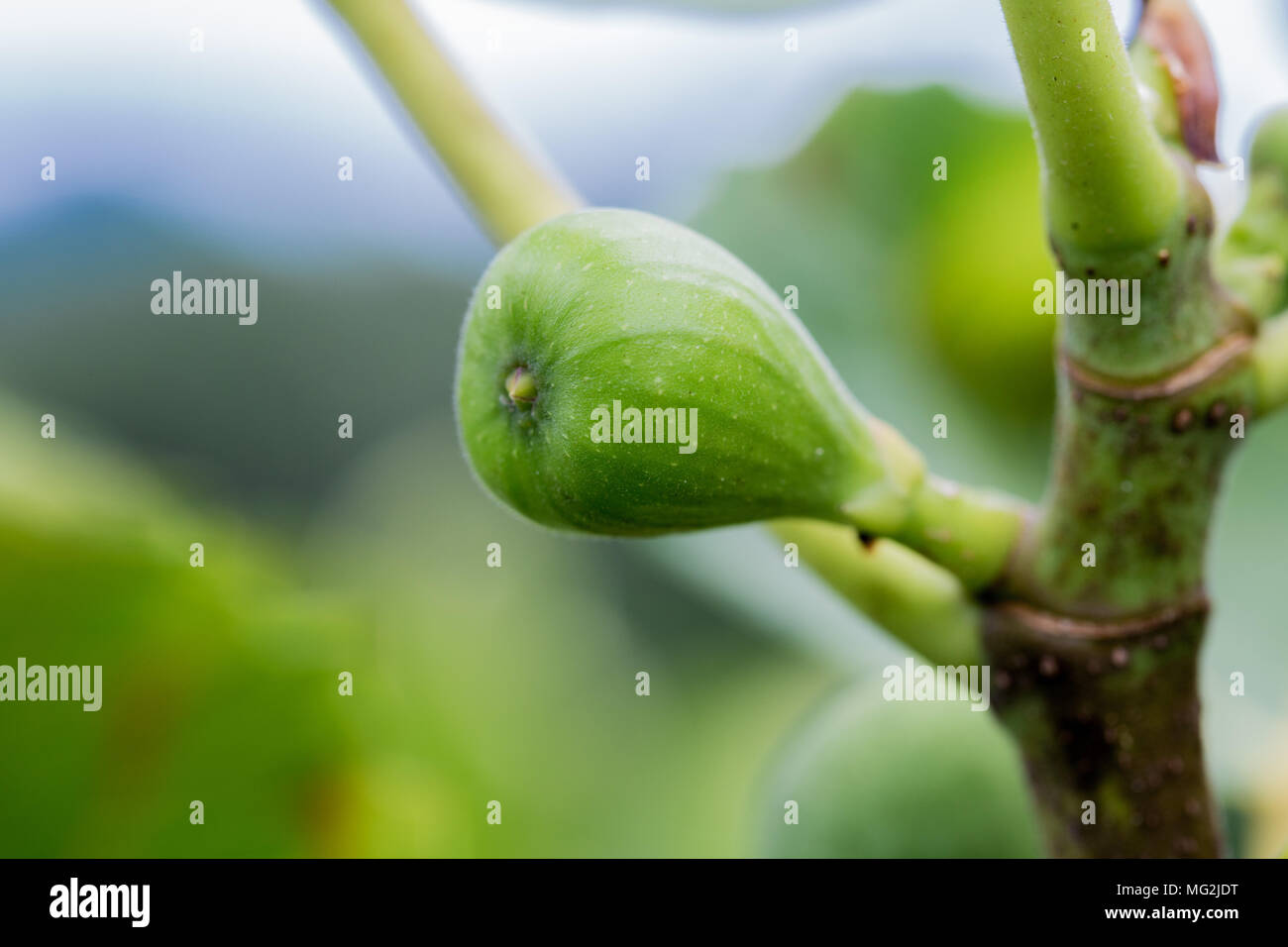 Abb. Obst auf einem Baum Stockfoto