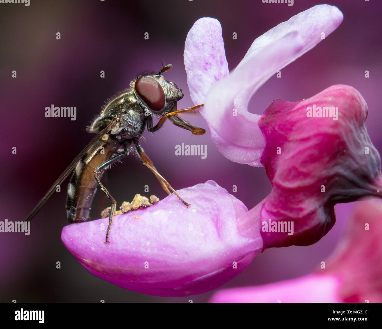 Fliegen Sie mit rosa Blume Stockfoto