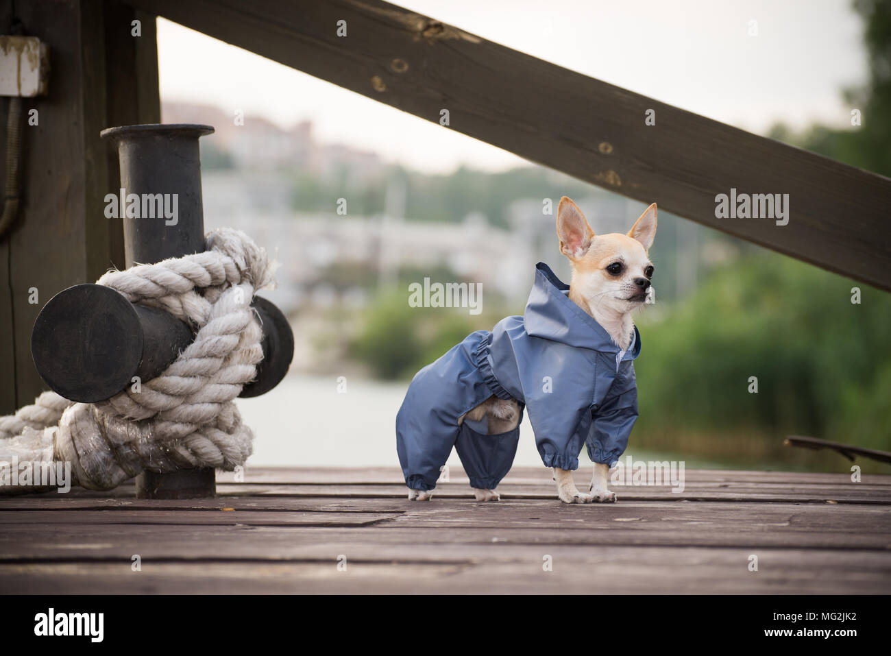 Ein Hund im stilvollen Herbst Kleidung auf einem Spaziergang Stockfoto