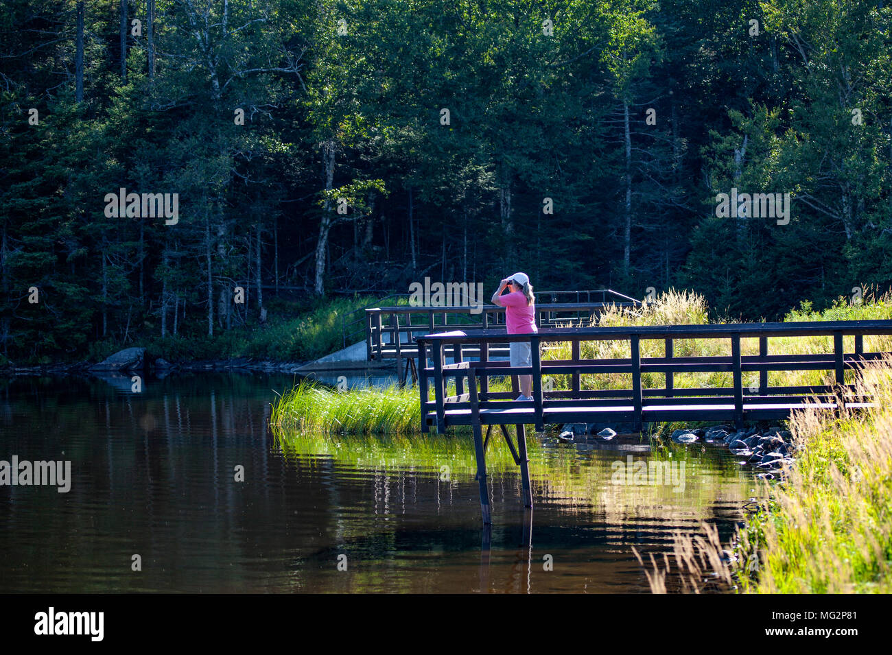 Eine Frau beobachten Vögel und andere Wildtiere am langen Teich in Benton, NH, USA, Wildlife Management Area. Stockfoto