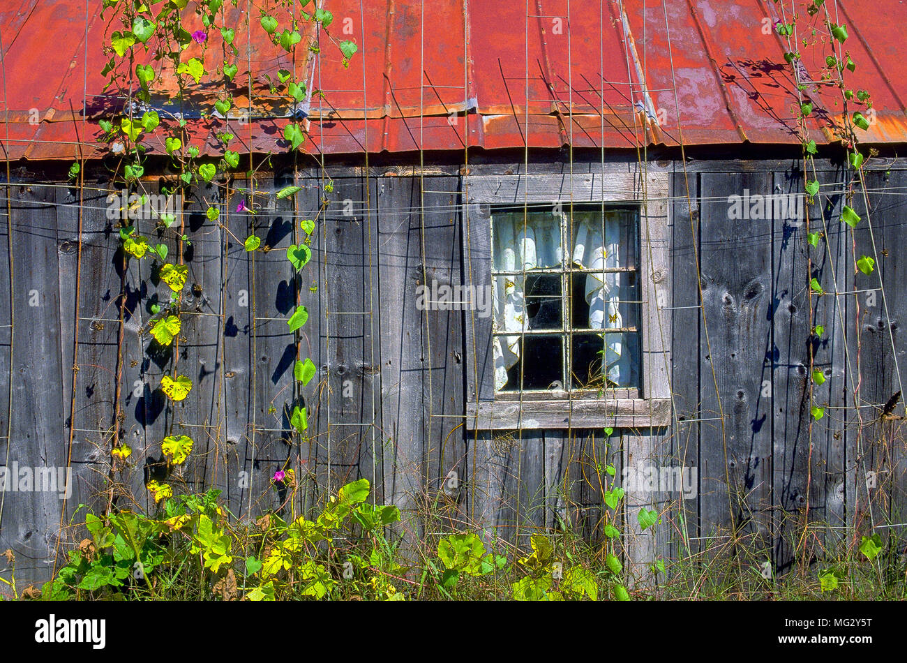 Noch immer leben einer grauen, verwitterten hölzernen Gartenhaus mit rotem Blechdach, ein Gitter und Weinbau in Plainfield, New Hampshire, USA. Stockfoto