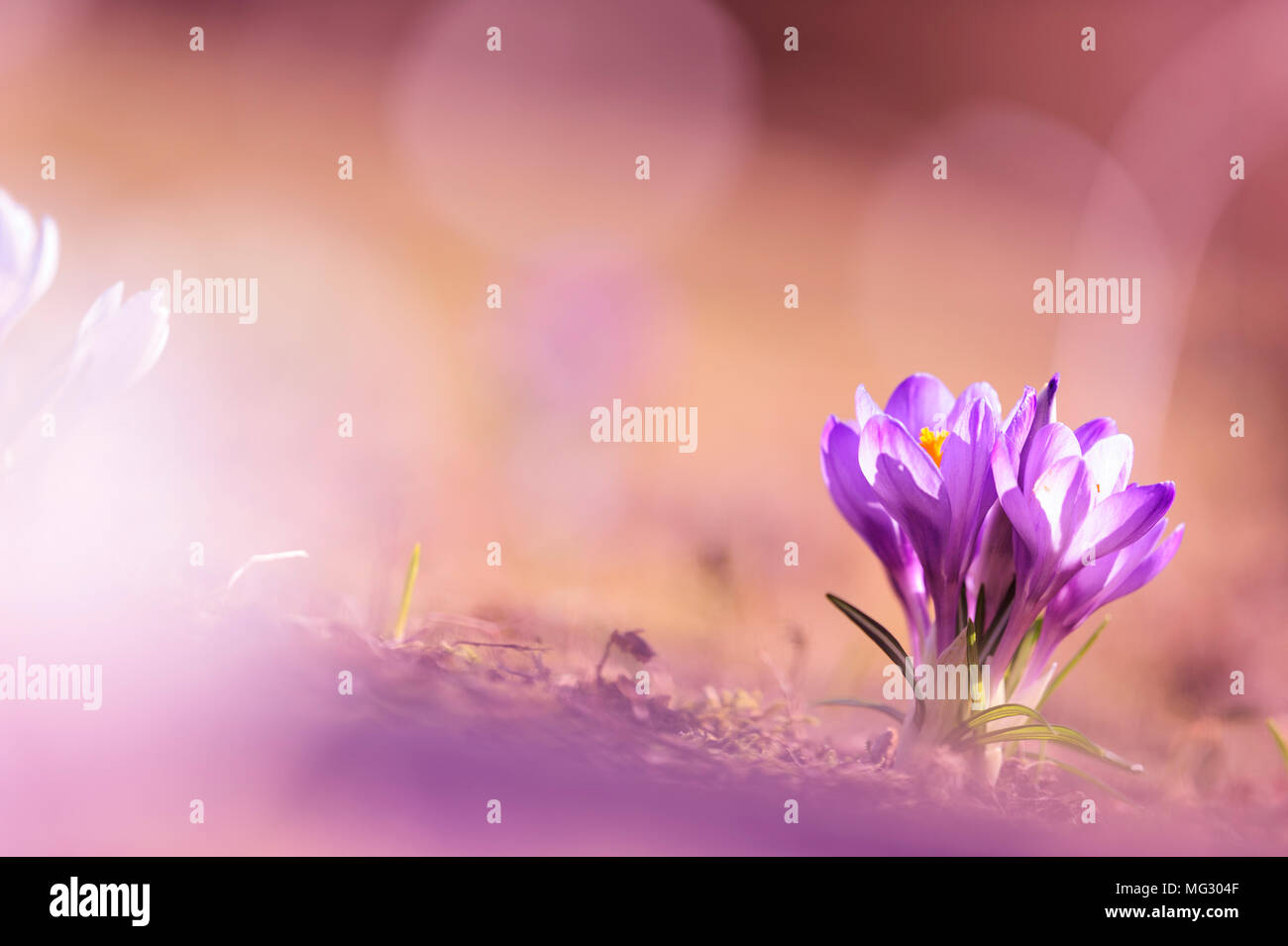 Krokusblüten im zeitigen Frühjahr Stockfoto