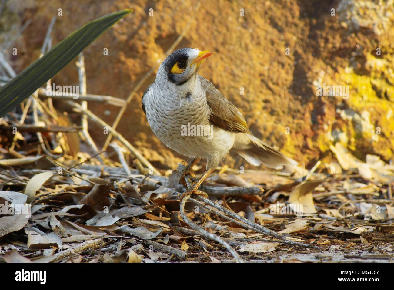 Laut miner Vogel ruht auf Zweige und Blätter meiner Kamera neugierig beobachten. Gelben Felsen im Hintergrund reflektiert das Sonnenlicht. Stockfoto