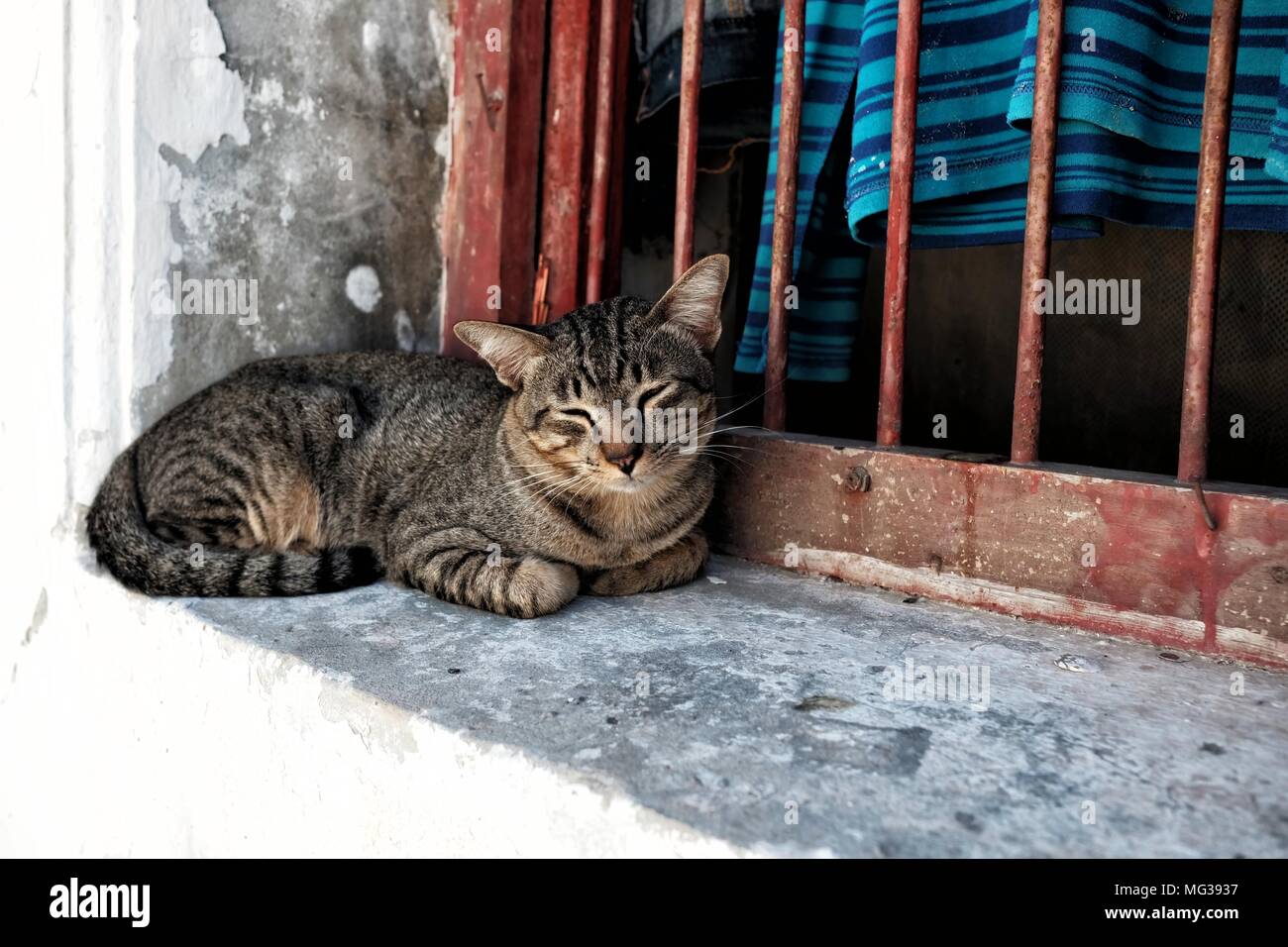 Schläfrige Katze auf alte Fenster. Stockfoto