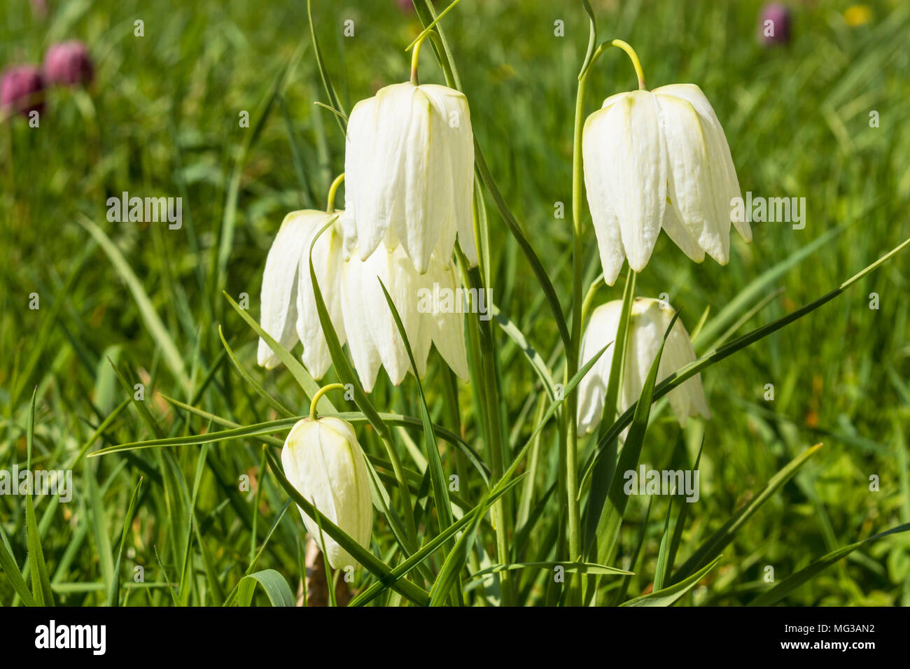 Weiß Fritillaria meleagris oder Schlangen Kopf fritillary wilde Blumen, die an Land nicht zu schweren Landwirtschaft England gb uk unterzogen worden wachsen Stockfoto