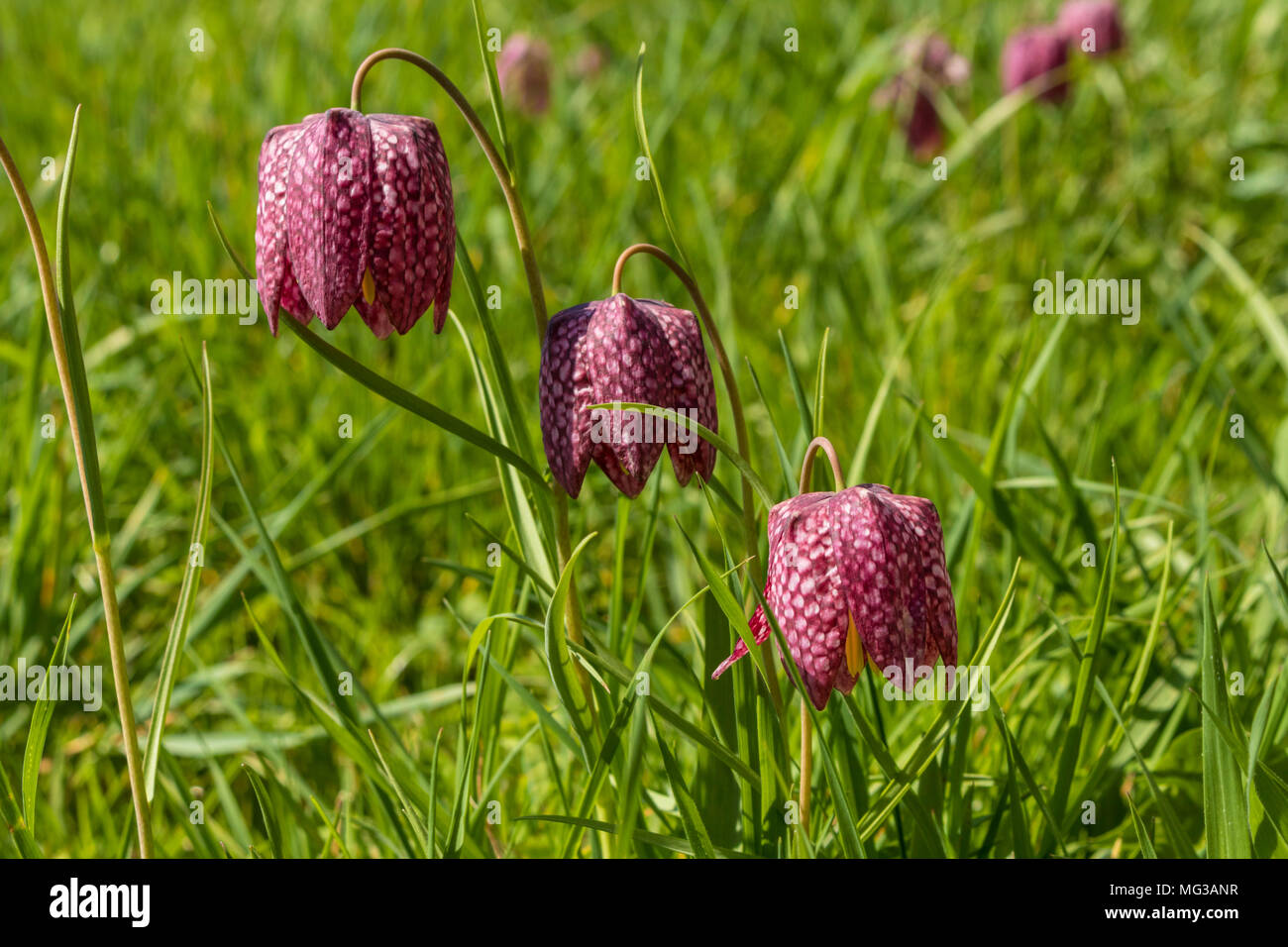 Fritillaria meleagris oder Schlangen Kopf fritillary wilde Blumen, die an Land nicht zu schweren Landwirtschaft England gb uk unterzogen worden wachsen Stockfoto