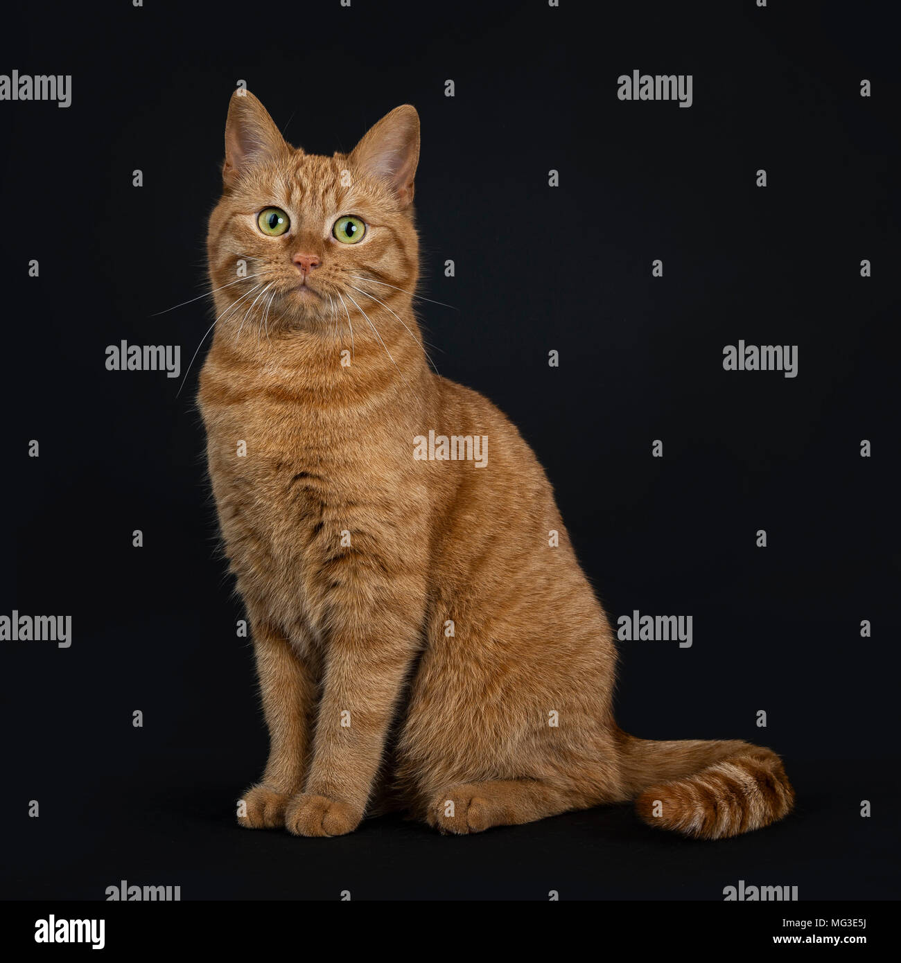 Tief rot Europäisch Kurzhaar/Straße Katze sitzt gerade auf schwarzem Hintergrund an Kamera suchen isoliert Stockfoto