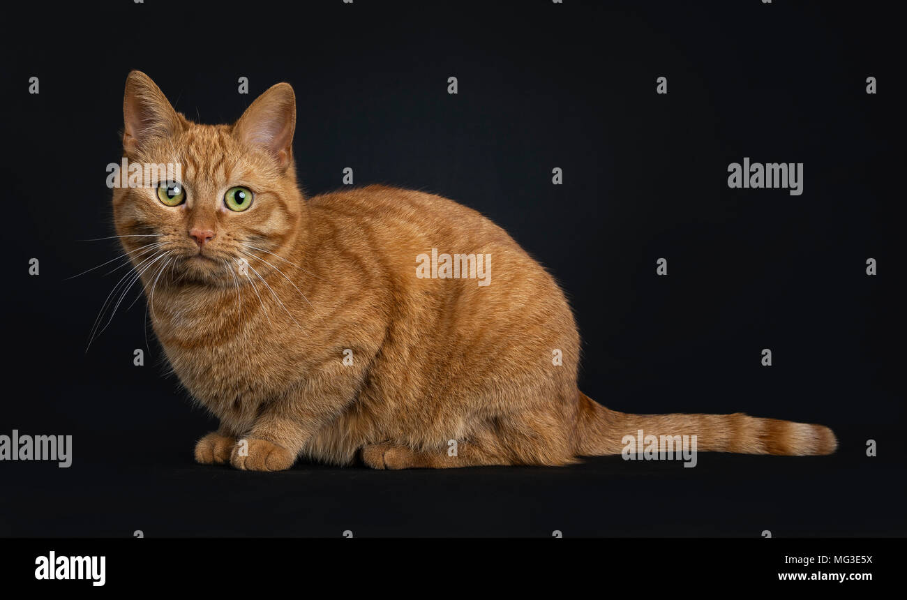 Tief rot Europäisch Kurzhaar/street Cat zur Festlegung auf schwarzem Hintergrund an Kamera suchen isoliert Stockfoto