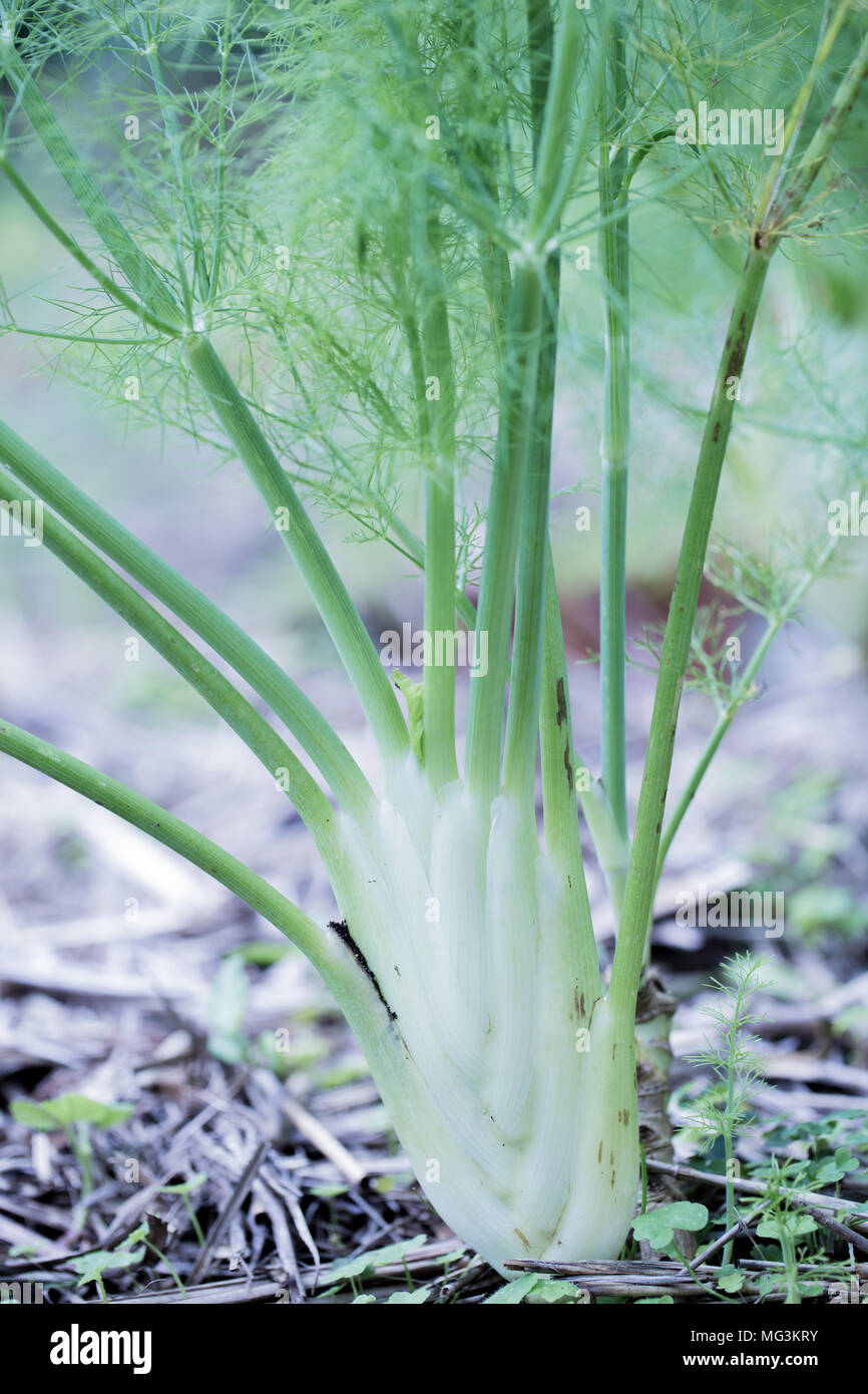 Fenchelknolle Pflanze im Garten Stockfoto