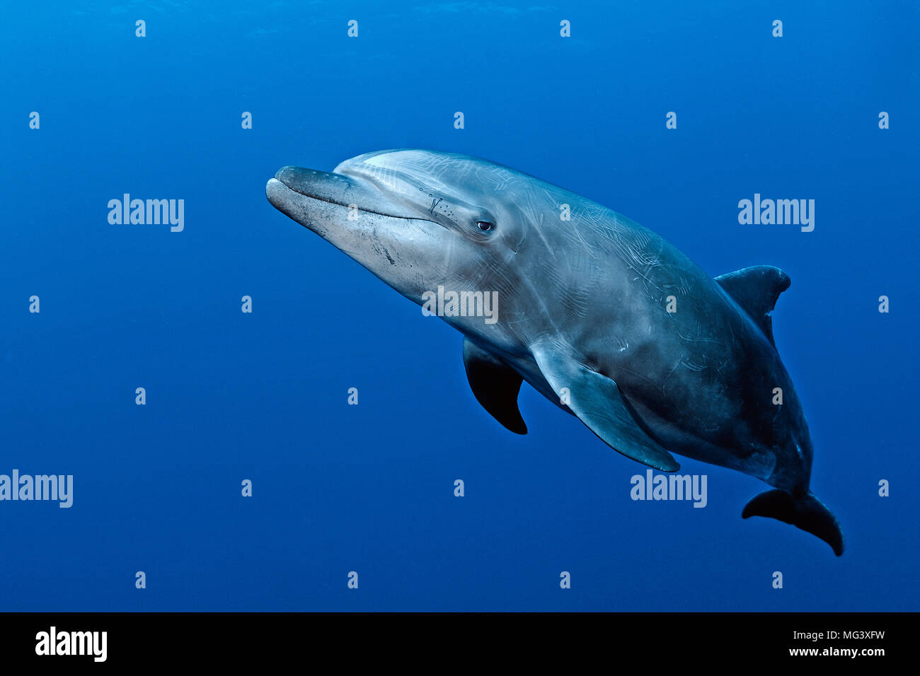 Grosser Tuemmler (Tursiops truncatus), Socorro Inseln, Mexiko | Großer Tümmler (Tursiops truncatus), Socorro Inseln, Mexiko Stockfoto