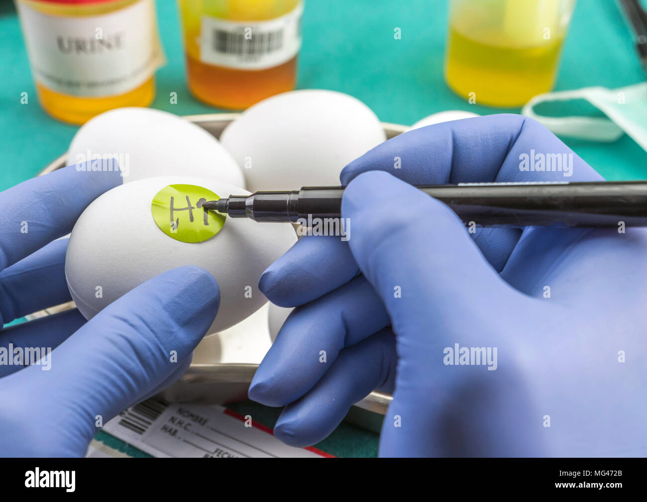 Wissenschaftliche Marke mit Label Eier in schlechtem Zustand im Labor zu untersuchen, klinische, konzeptuelle Bild Stockfoto