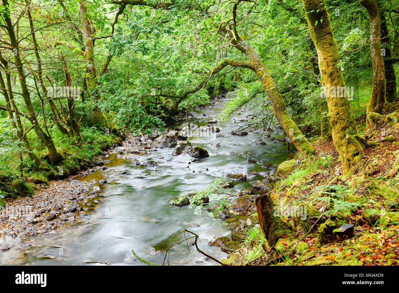 Woodland Szene mit Moos bedeckt Bäume entlang des Flusses an Ardgartan Croe Waret in Schottland Großbritannien Stockfoto
