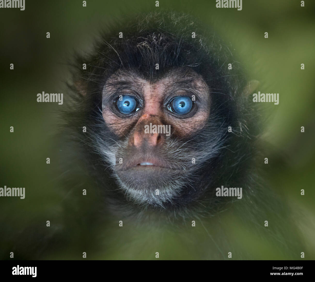 Junge Schwarze Spitze spider monkey Ateles fusciceps Captive portrait Stockfoto