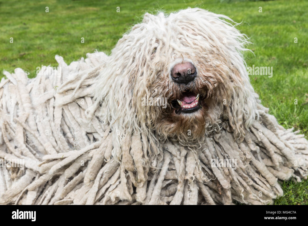 Großer Pelziger Hund Stockfotos und -bilder Kaufen - Alamy