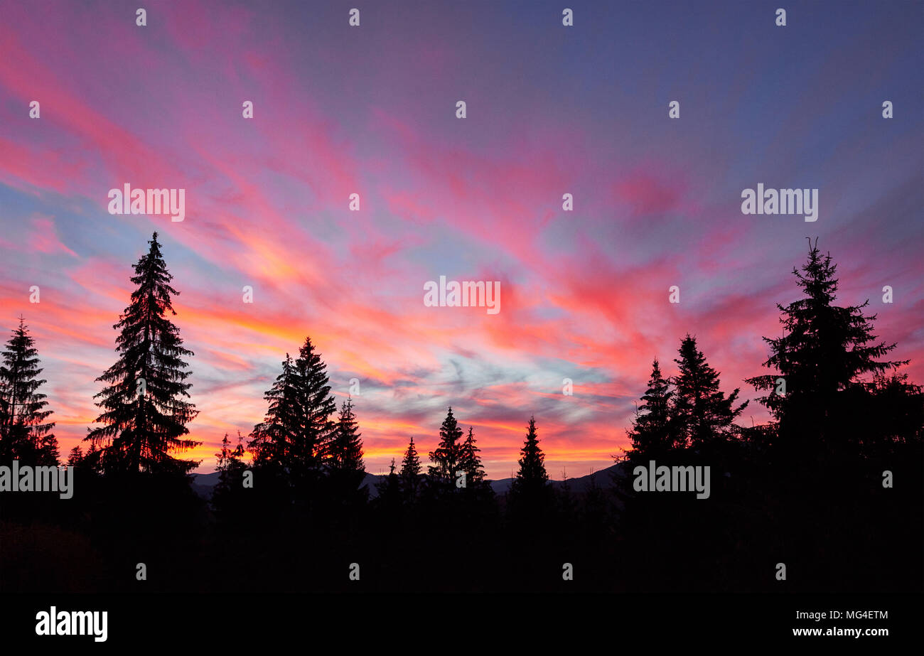 Majestic sky, Pink Cloud gegen die Silhouetten von Pinien in der Dämmerung. Karpaten, Ukraine, Europa. Entdecken Sie die Welt der Schönheit Stockfoto