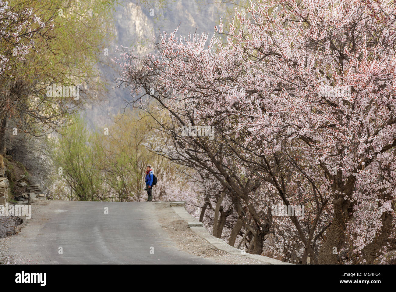 Reisen im Frühjahr Saison, Land straße und Seitlich voller Kirsche Blüte Baum an nakar Tal in Pakistan Stockfoto