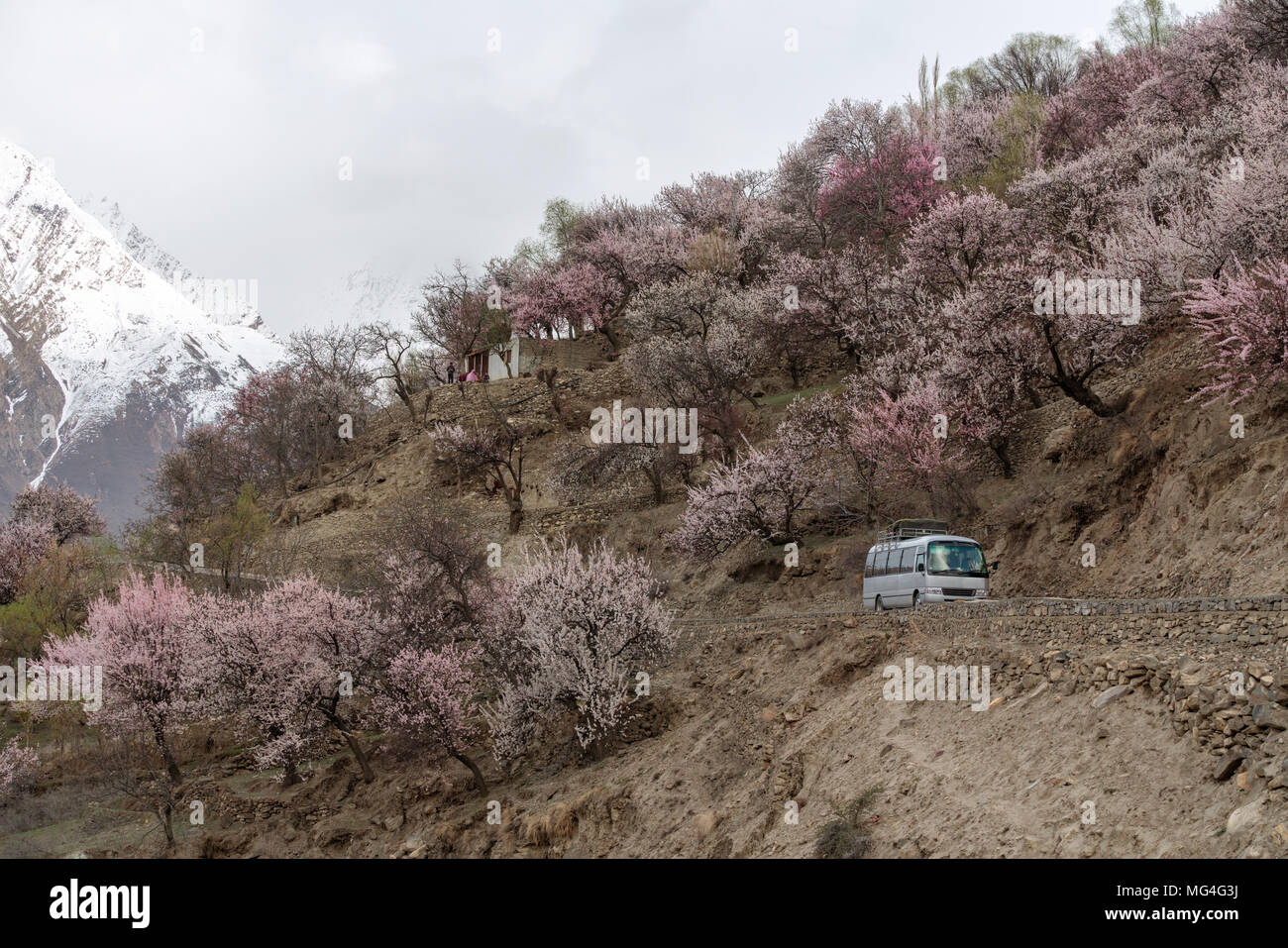 Reisen im Frühjahr Saison, touristische Bus Fahren auf Landstraßen mit seitlich voller Kirschblüte Baum an nakar Tal in Pakistan Stockfoto