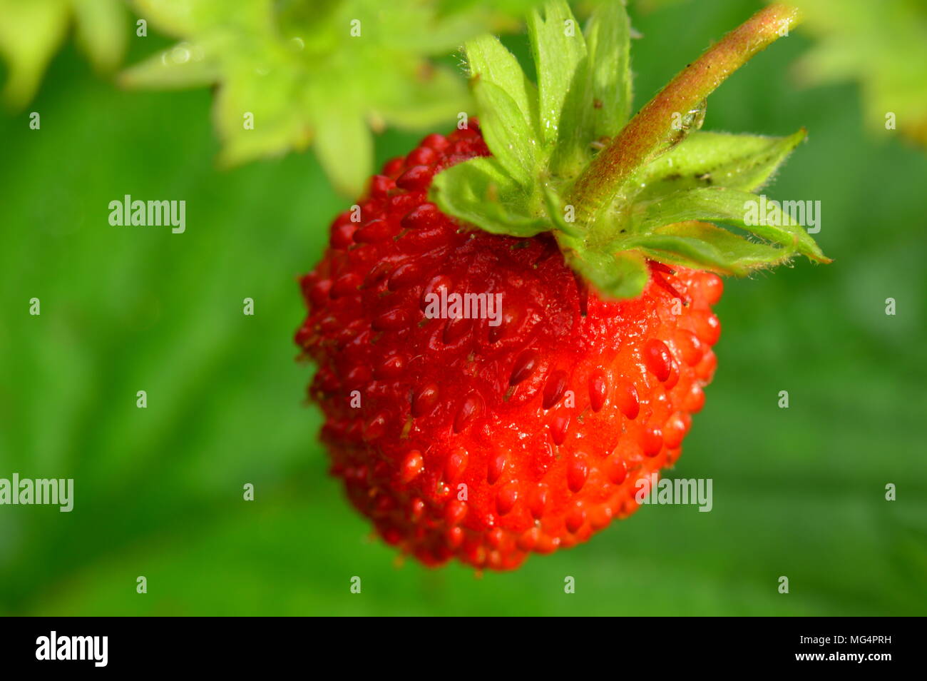 Erdbeere Natur Sommer reifen roten Beeren Stockfoto