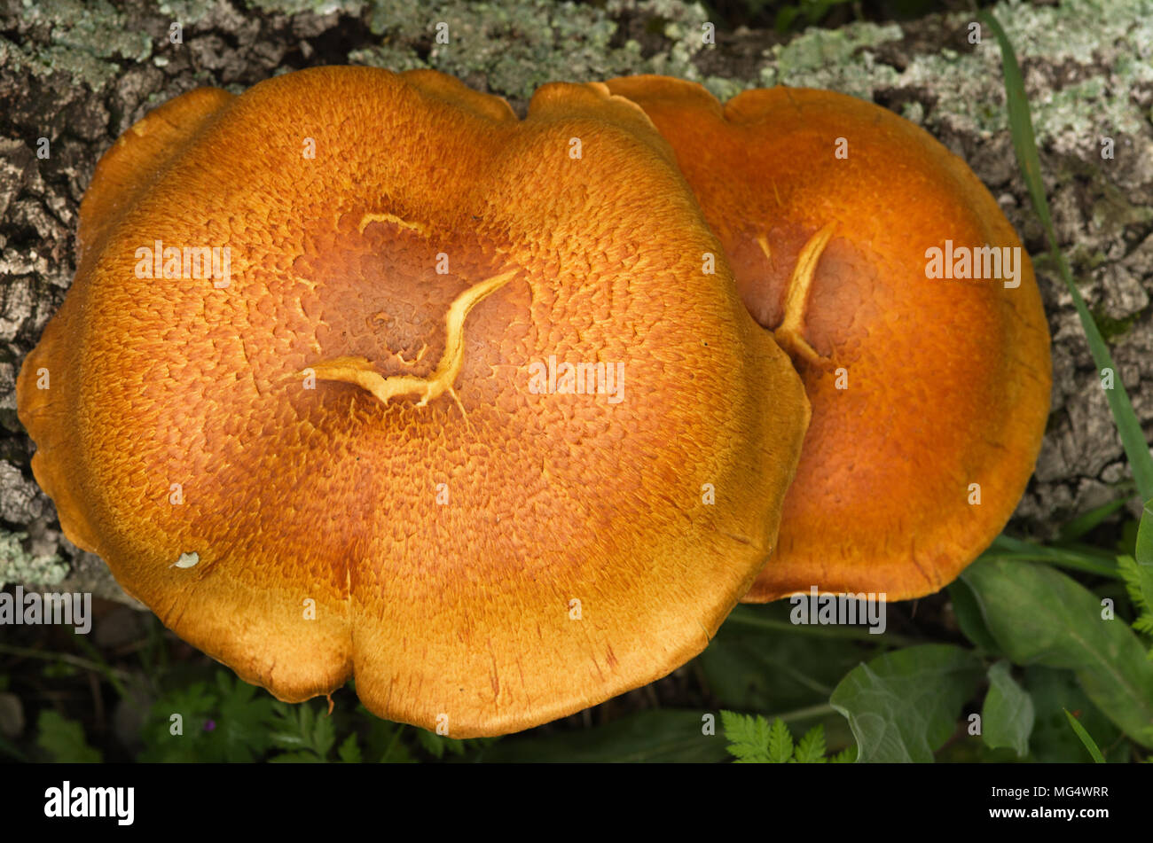 Überblick über zwei große goldene Pilze (Gymnopilus suberis) wachsen auf den Spalten eines toten Cork Tree anmelden. Arrabida Berge, Portugal. Stockfoto