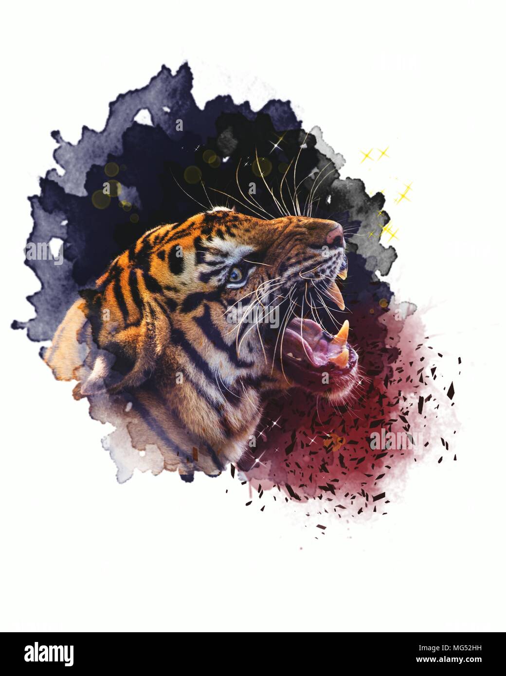 Der Tiger, der König. Das Symbol der Macht und der Könige. Die farbenfrohen, Mischen, ist es, die Aggressiveren look und gefährlich. Stockfoto