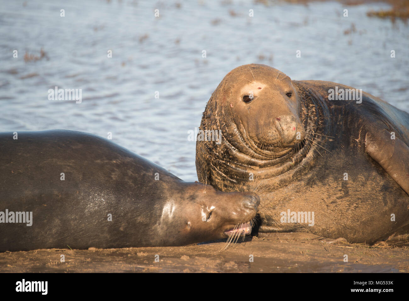 Donna Nook, Lincolnshire, Großbritannien - 16.November: Graue Dichtungen Kampf Sequenz 2 von 3 Am 16. November 2016 Donna Nook Seal Sanctuary, Lincolnshire Wildlife Trust Stockfoto