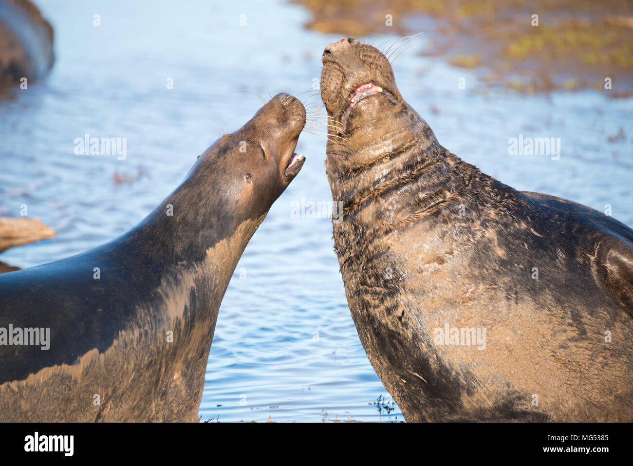 Donna Nook, Lincolnshire, Großbritannien - 16.November: Graue Dichtungen Kampf Sequenz 3 von 3 Am 16. November 2016 Donna Nook Seal Sanctuary, Lincolnshire Wildlife Trust Stockfoto