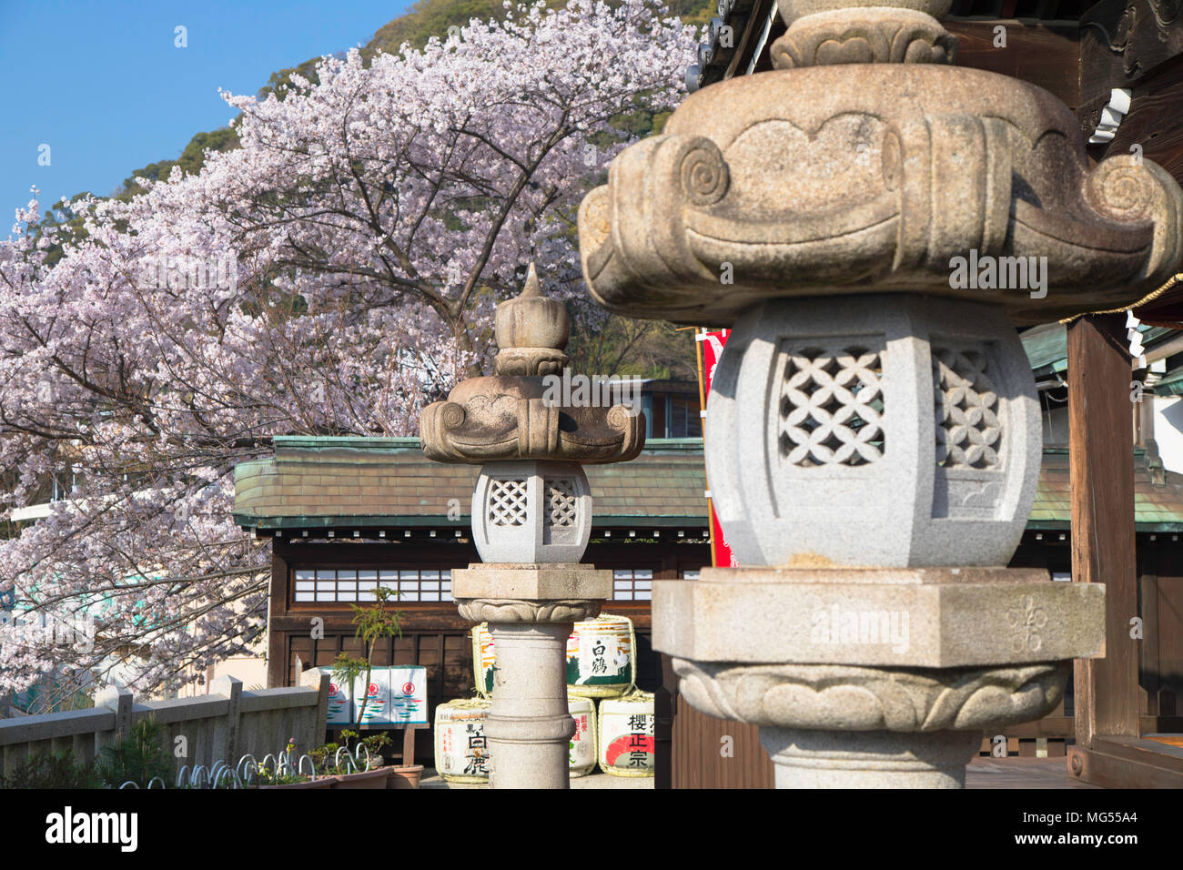 Kirschblüte an Kitano Tenman Schrein, Kobe, Kansai, Japan Stockfoto